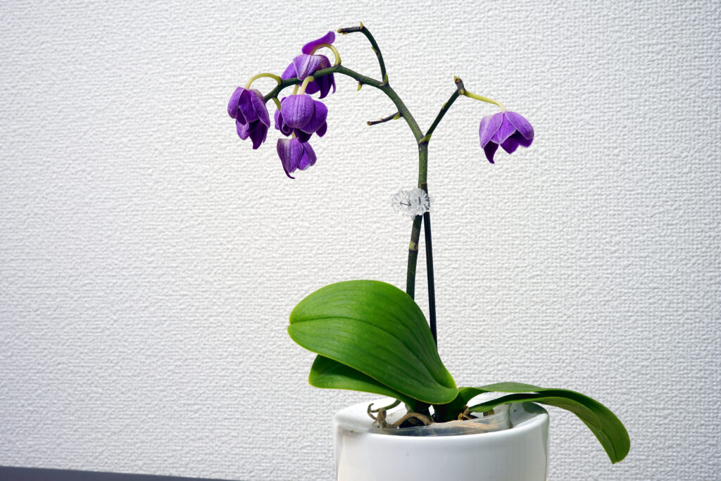 Wilting Phalaenopsis orchid flower