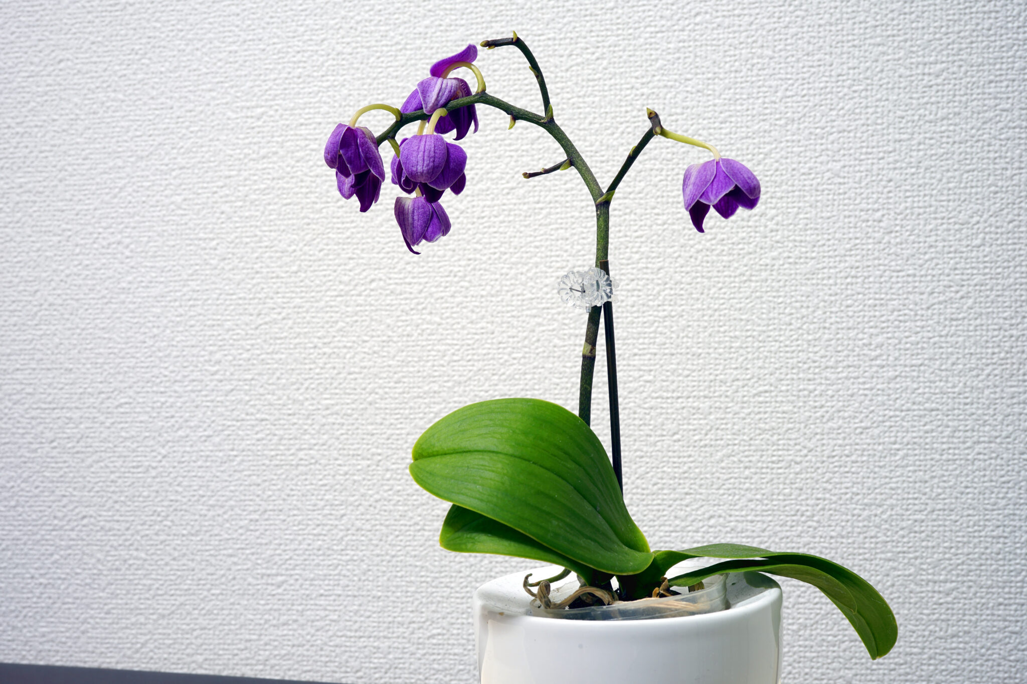 Wilting Orchid And Other Common Problems AZ Animals