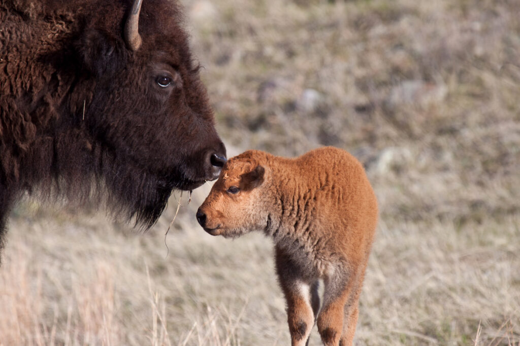 calf and bison mother