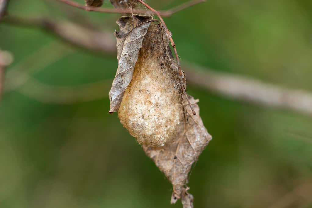 Polyphemus moth cocoon (Antheraea polyphemus). The cocoon is a dirty creamy white against a brown/dead leaf.