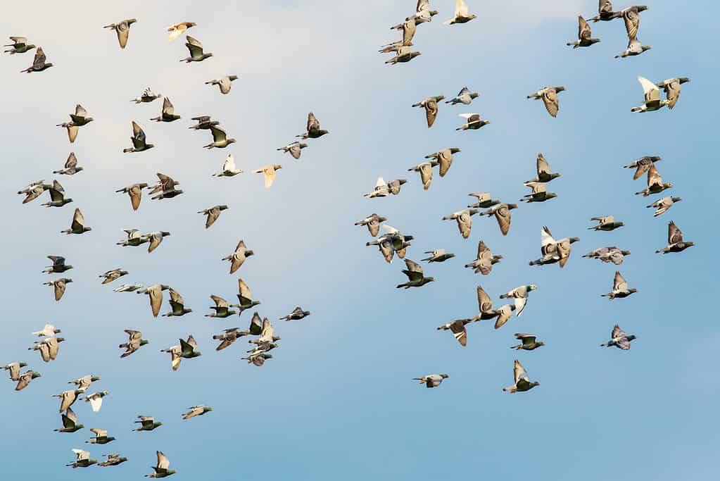 flock of pigeons in clear sky