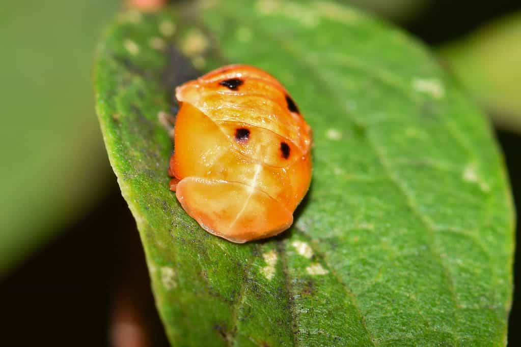 An Asian Lady Beetle hatching from a cocoon on a tree leaf during Springtime in Houston, TX. The emerging  beetle looks like a kernel of corn - with for brown dots. It is n a green leaf. 