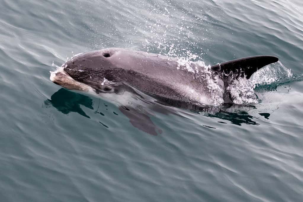 White-beaked dolphin, Iceland