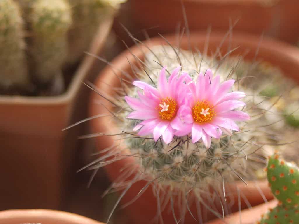 Turbinicarpus subterraneus pink flowers