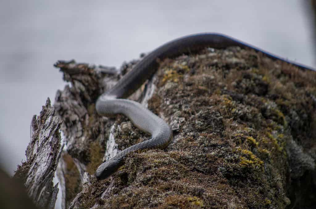 Tiger snake at the Cradle Mountain National Park in Tasmania, Australia