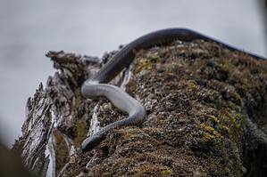 Discover the Mysterious Snake-Infested Island with Only Two Human Residents Picture