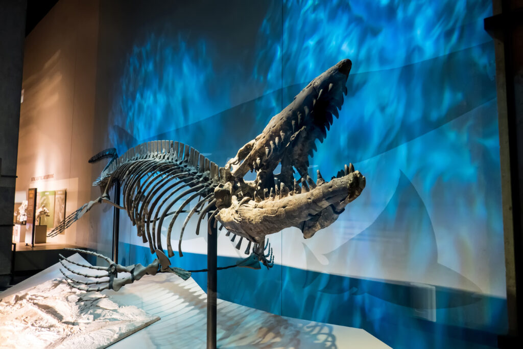 DALLAS, TEXAS/USA - NGÀY 19 THÁNG 10 NĂM 2018: Bộ xương Tylosaurus trong bộ sưu tập vĩnh viễn tại Bảo tàng Khoa học và Tự nhiên Perot ở Dallas