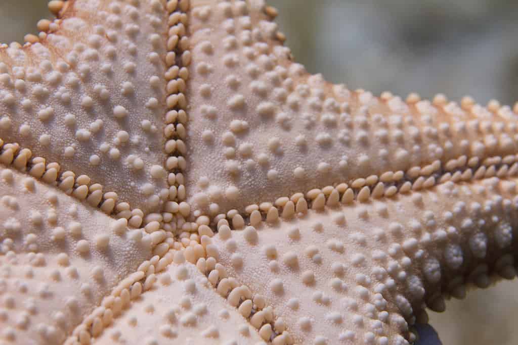 Starfish spines