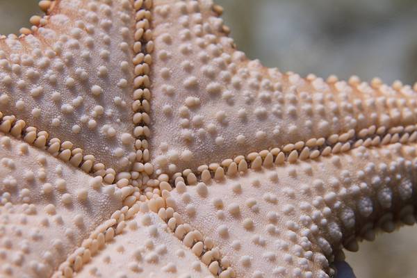 Bottom side of a red cushion starfish showing its mouth. 