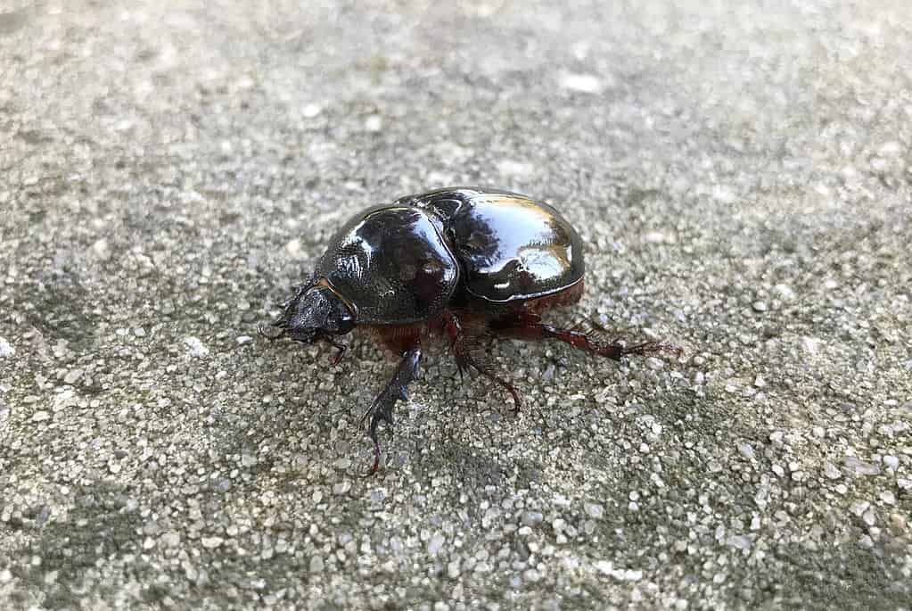 Hermit Flower Beetle