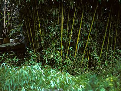 A Bamboo in South Dakota