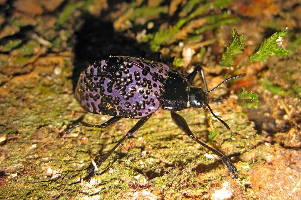 Pleasing Fungus Beetle - Purple