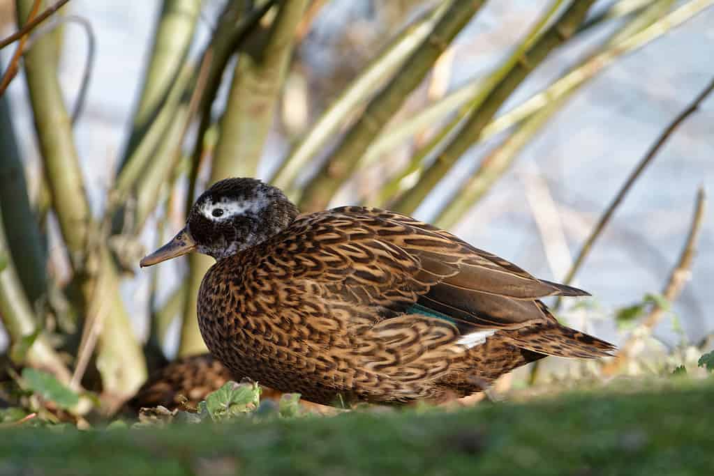 Laysan Teal - Anas laysanensis From Laysan Atoll, Hawaiian Islands