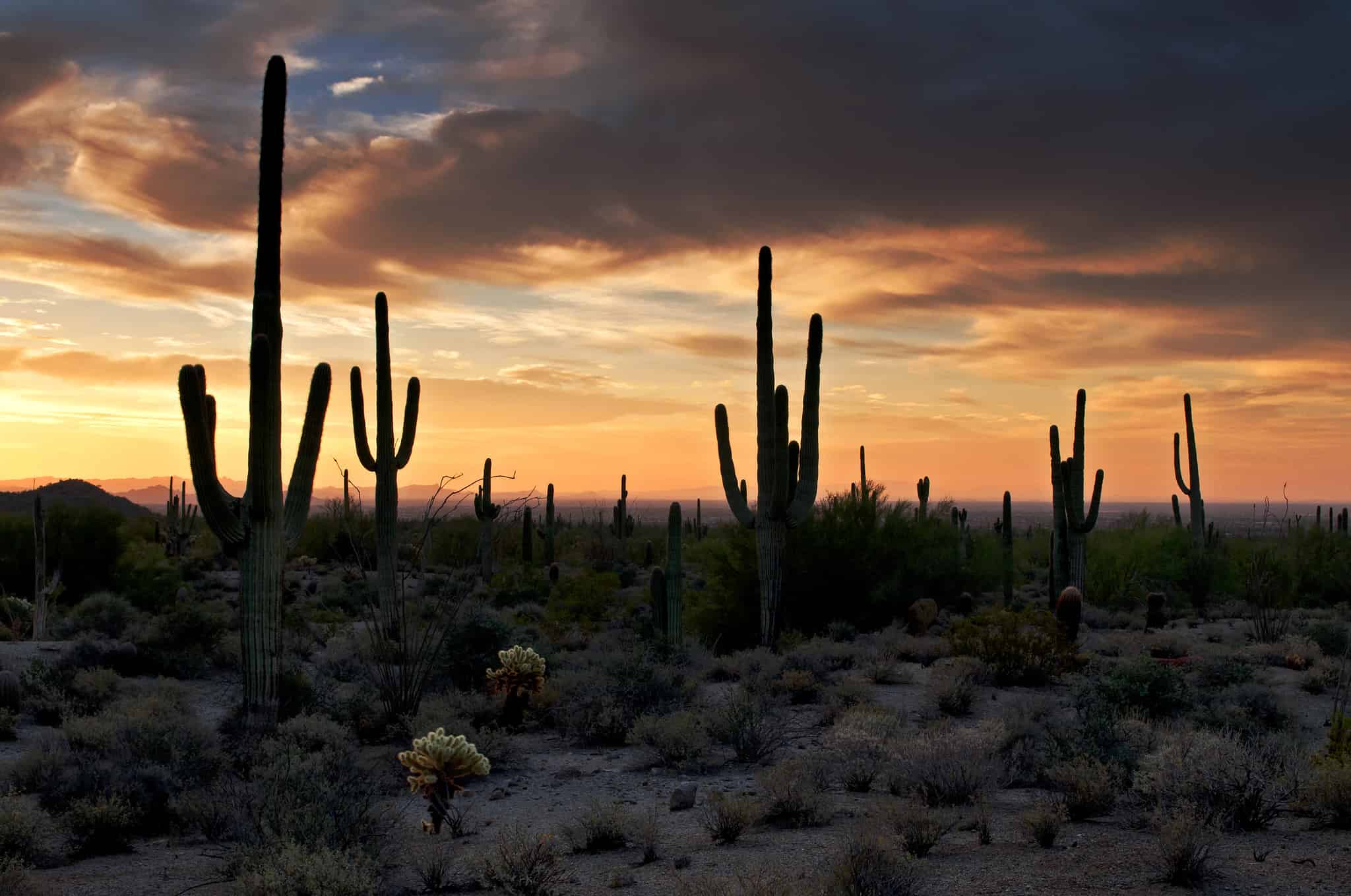 Discover The 5 Oldest Cities in Arizona - A-Z Animals