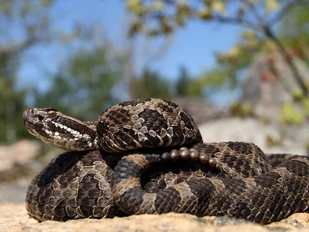 Massasauga Rattlesnake (Sistrurus catenatus catenatus)