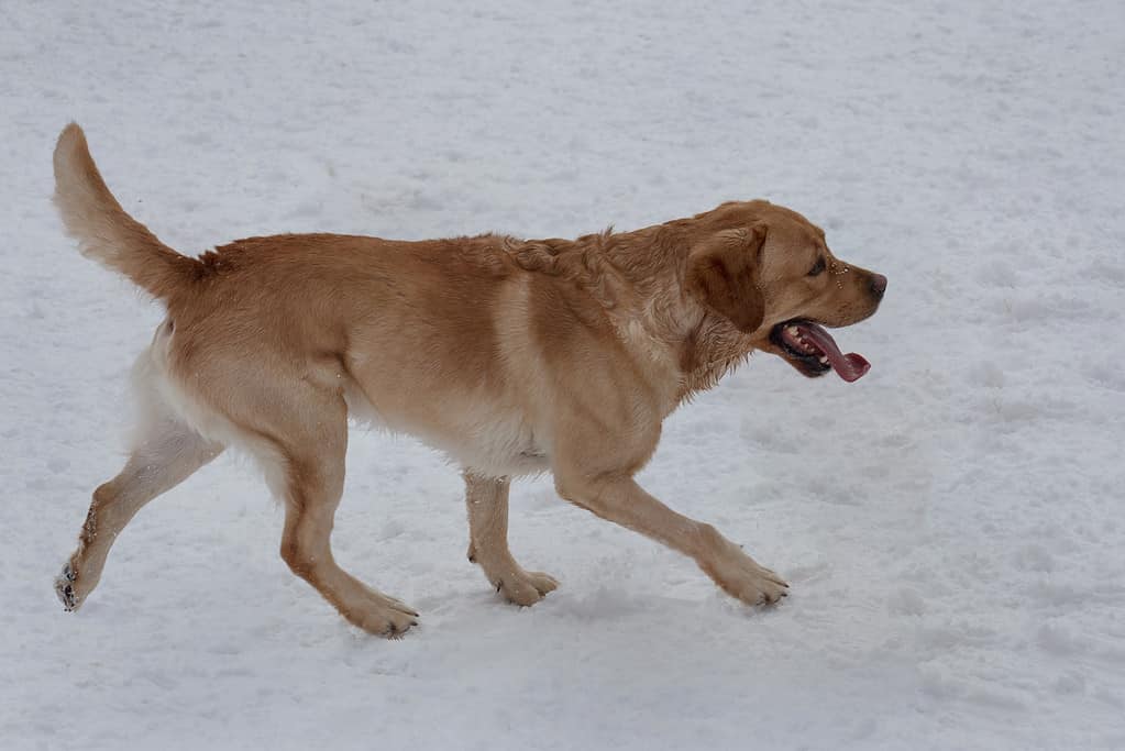 Canadian golden retriever with lolling tongue is running on the white snow. Pet animals.