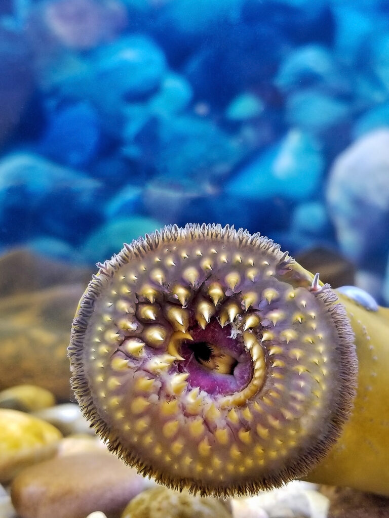 Close up of a lamprey eels's mouth. The teeth are in several circular rows.