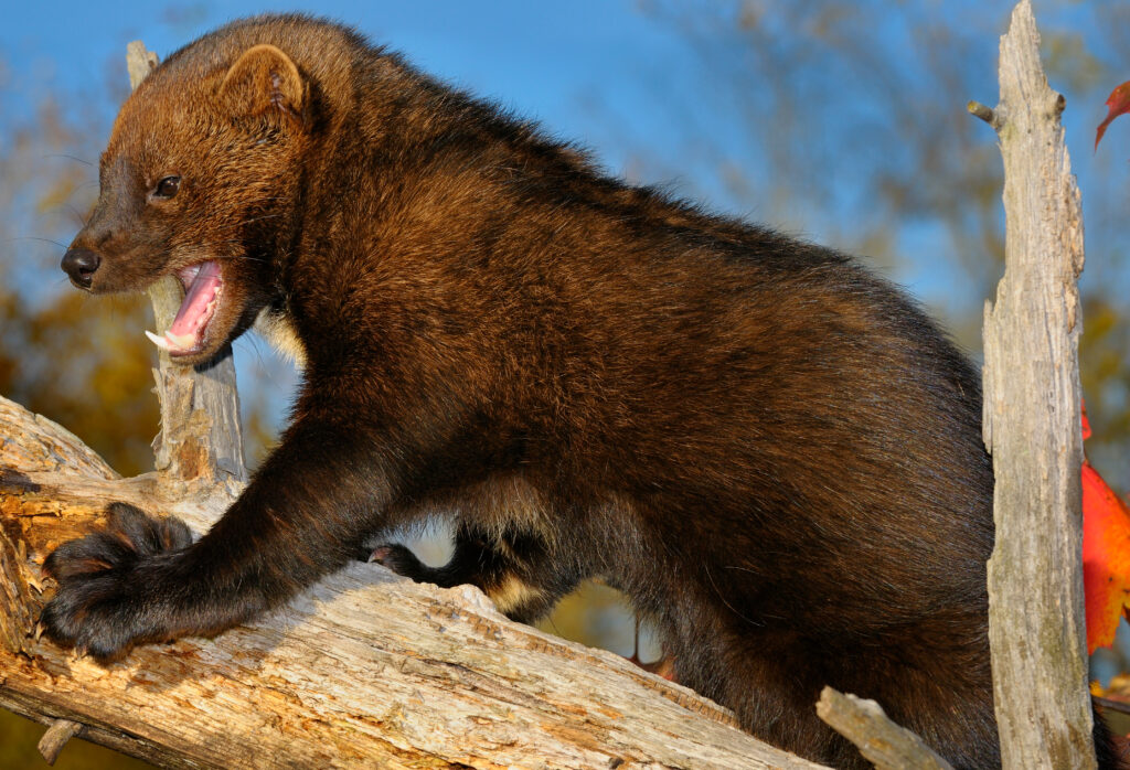 a fisher climbing over a fallente=ree trunk. The fisher is facing the left. Its mouth is open exposing its teeth. it is covered in reddish brown fur.