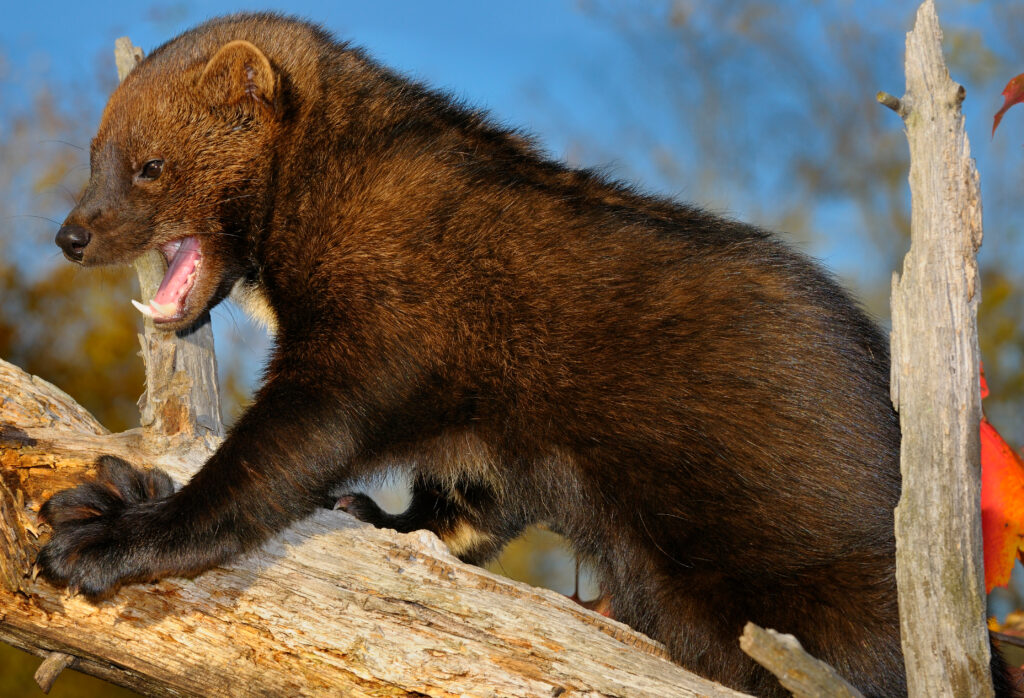 a fisher climbing over a fallente=ree trunk. The fisher is facing the left. Its mouth is open exposing its teeth. it is covered in reddish brown fur. 