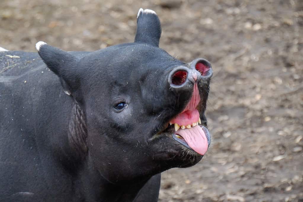 The Malayan tapir (Tapirus indicus), also called the Asian tapir or Indian tapir, is the largest of the five species of tapir and the only one native to Asia. Rare/endangered animal. The tapir is mostly black .It has white on the tips of its ears. Its is in the left frame facing right. Its mouth is open wide exposing its incisors and canine teeth. Its mouth and tongue are pink.