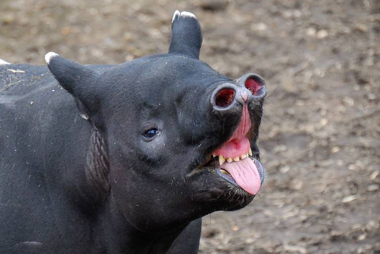 The Malayan tapir (Tapirus indicus), also called the Asian tapir or Indian tapir, is the largest of the five species of tapir and the only one native to Asia. Rare/endangered animal. The tapir is mostly black .It has white on the tips of its ears. Its is in the left frame facing right. Its mouth is open wide exposing its incisors and canine teeth. Its mouth and tongue are pink.