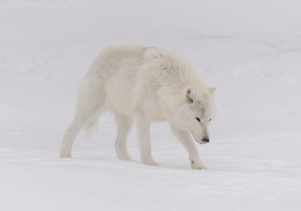 Arctic wolf isolated