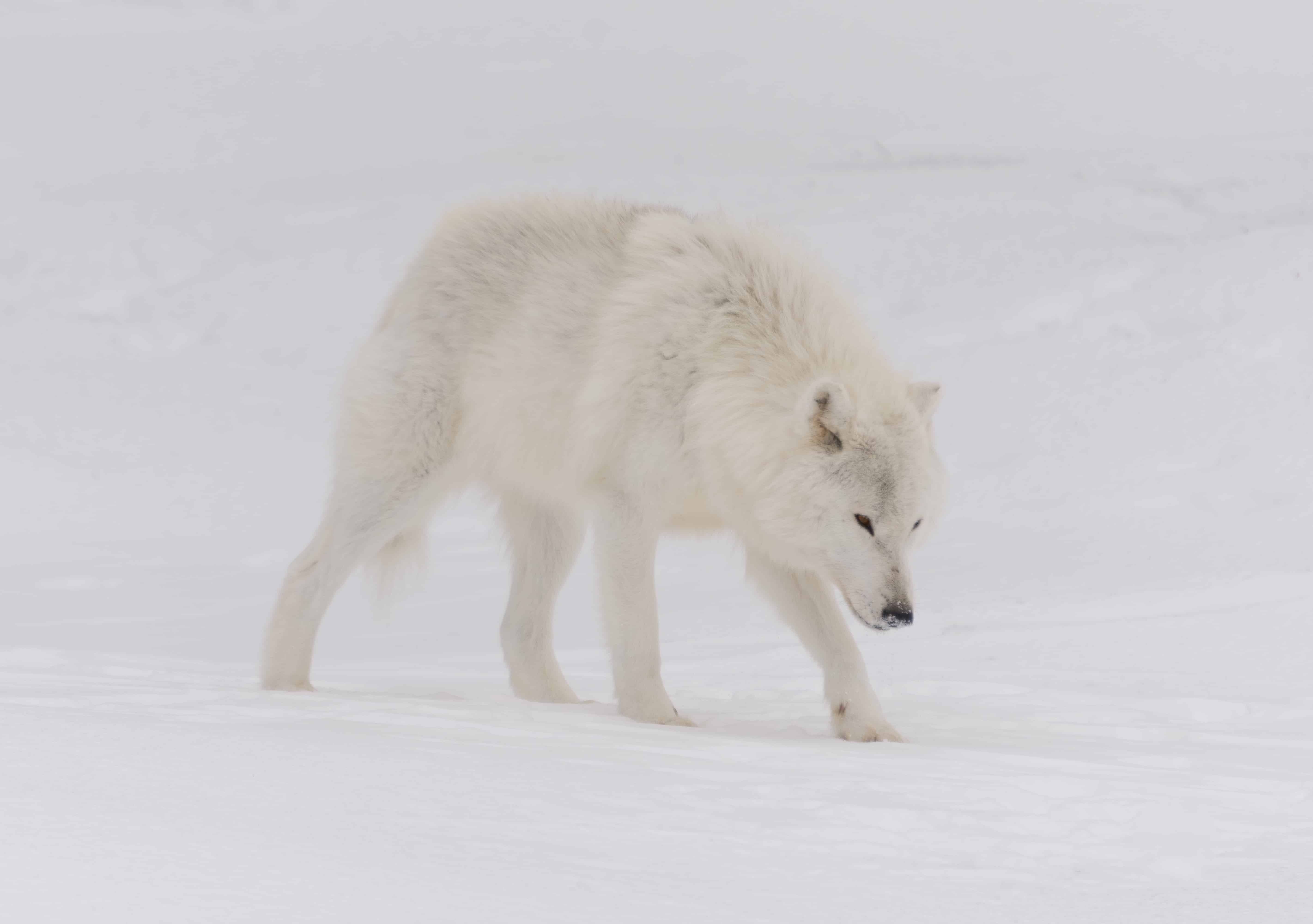 Greenland Hunters Bred Sled Dogs With Wolves for Strength » Explorersweb, image size:5685x4000