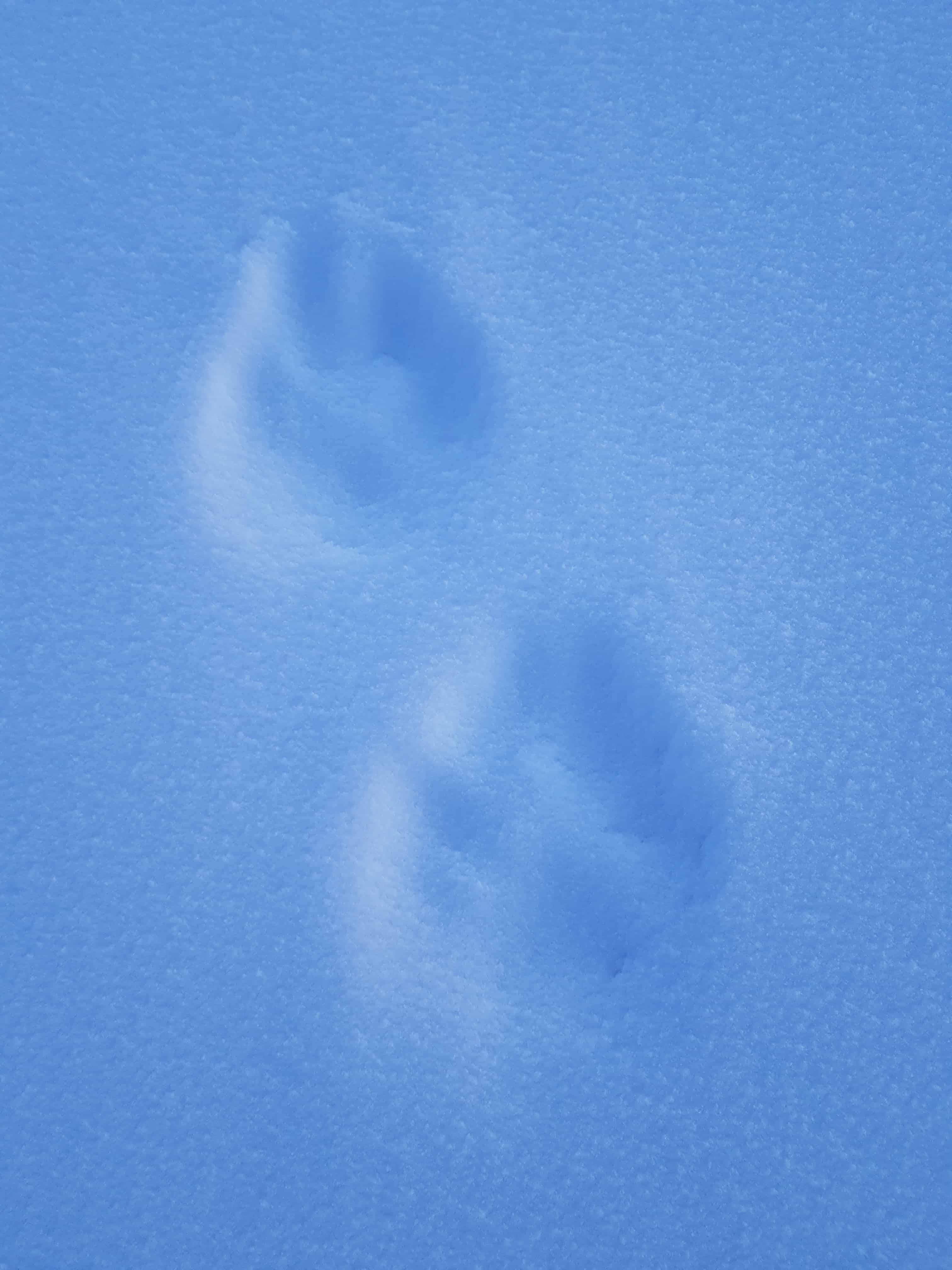 Wolf Tracks Identification Guide for Snow, Mud, and More AZ Animals