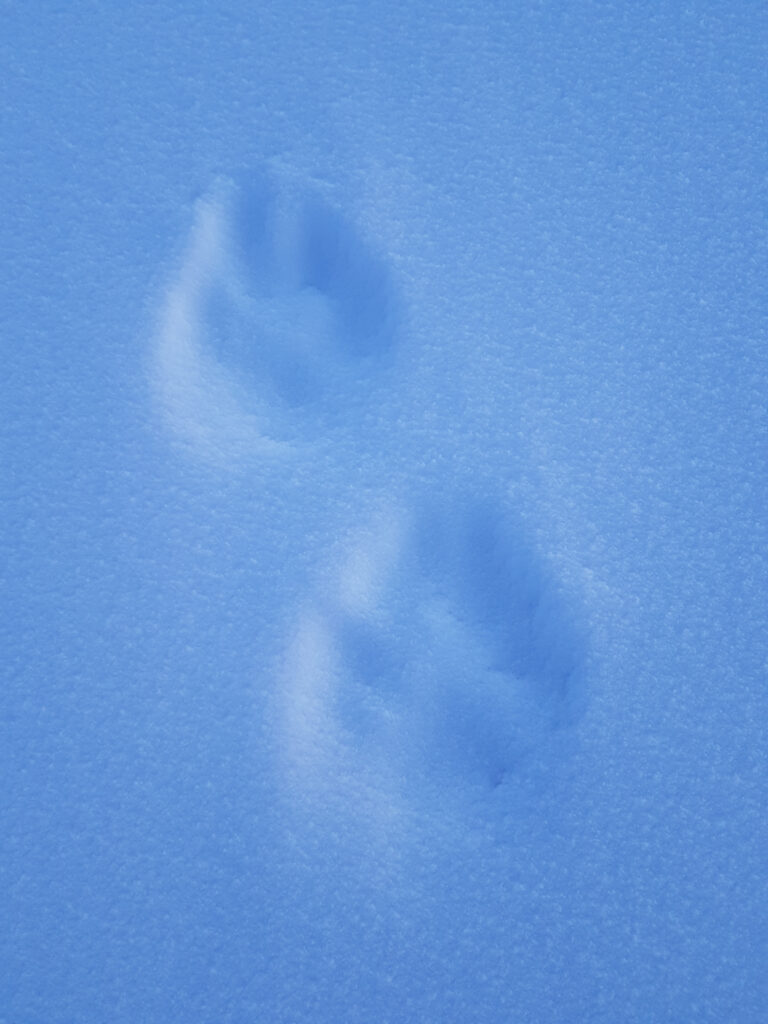 Arctic wolf track