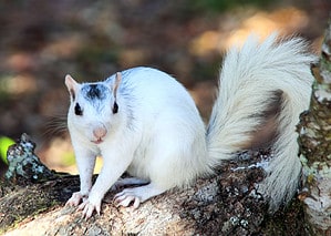 What Are Piebald Squirrels and How Rare Are They? Picture