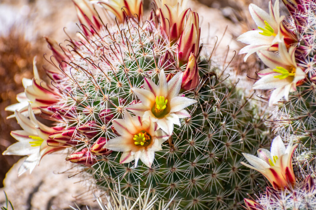 Mammillaria dioica (also called the strawberry cactus) blooming in Anza Borrego Desert State Park, south California.