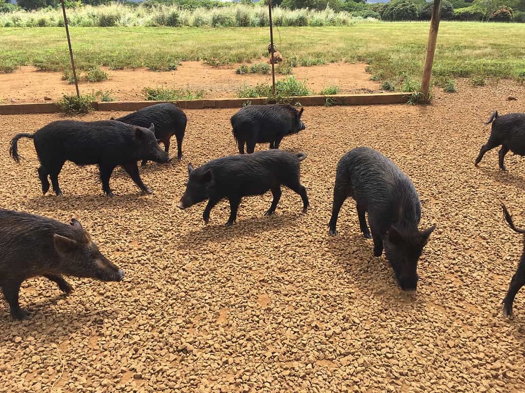 Captive herd of black feral hogs in Hawaii