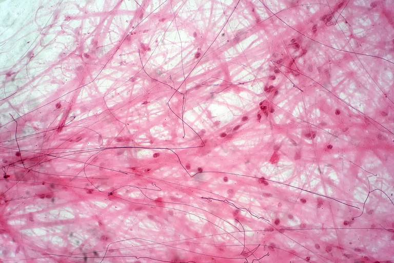 Areolar connective tissue under the microscope view. Histological for human physiology.