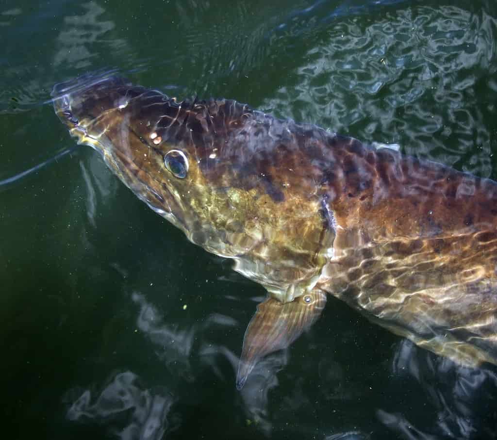 A Muskie floating by. 