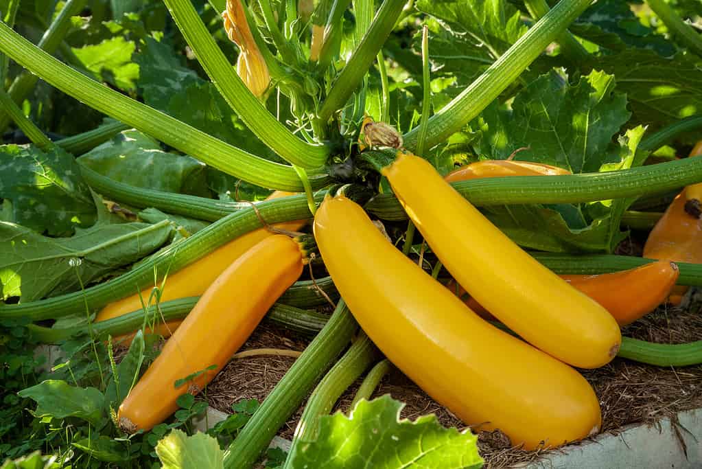 Squash plant with blossoms, yellow zucchini in the garden, organic vegetables.Courgette plant (Cucurbita pepo) with yellow fruits growing in the garden bed outdoors