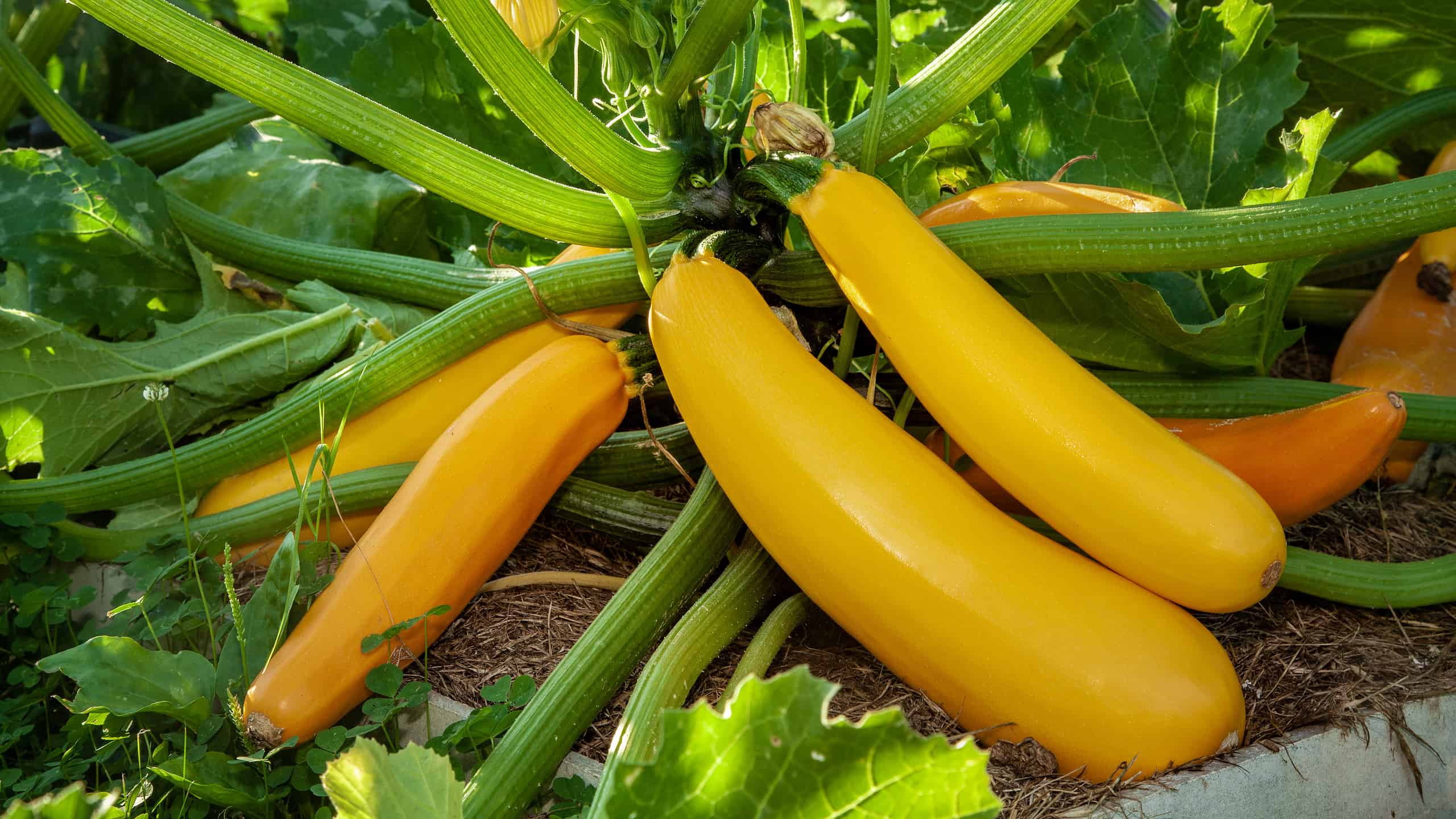 Squash plant with blossoms, yellow zucchini in the garden, organic vegetables.Courgette plant (Cucurbita pepo) with yellow fruits growing in the garden bed outdoors