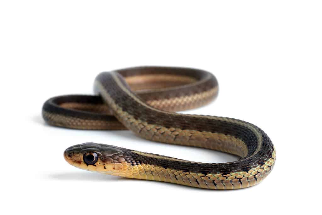 Butler's Gartersnake