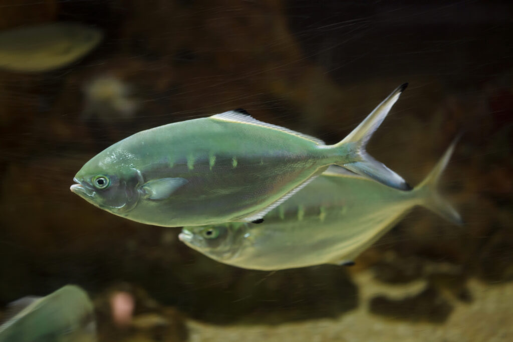 Pompano (Trachinotus ovatus)