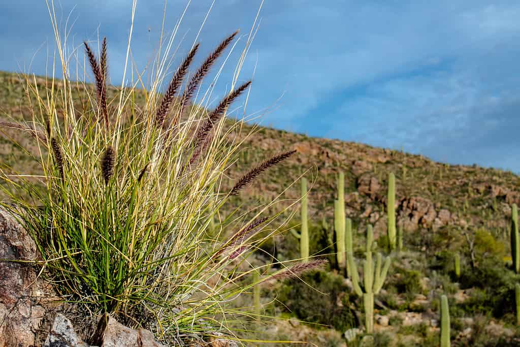 Invasive Buffelgrass