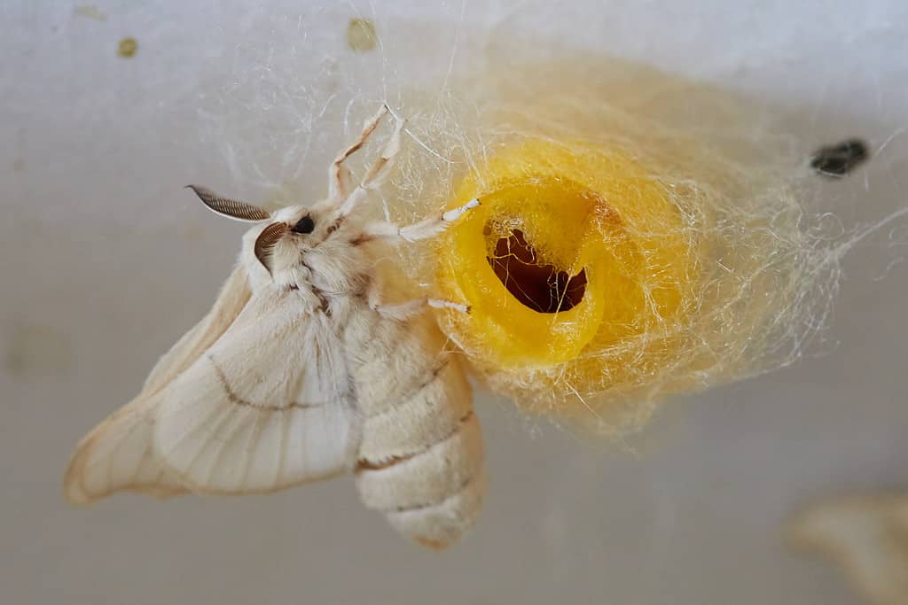 A silkworm moth emerging from its cocoon. The silkworm moth is in the left frame. It is mostly white. The cocoon is in the right frame/ It is yellow and cylindrical.