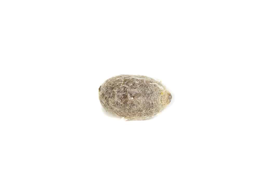 Cocoon from the Blue Orchard Bee (Osmia lignaria). It is small and shaped like an egg.