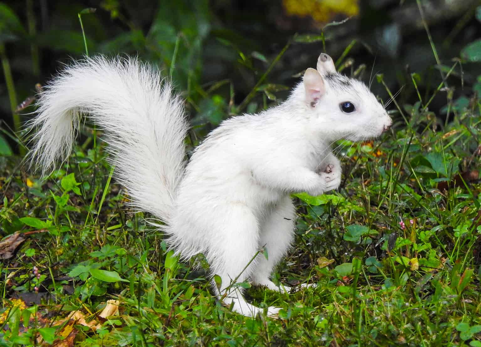 What Causes White Squirrels and How Rare are They?