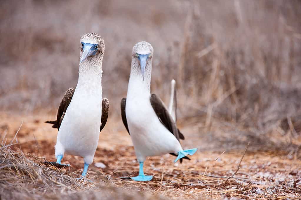 A pair of blue footed boobies.
