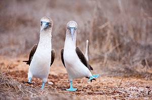 The 16 Coolest Birds in the Galapagos Picture