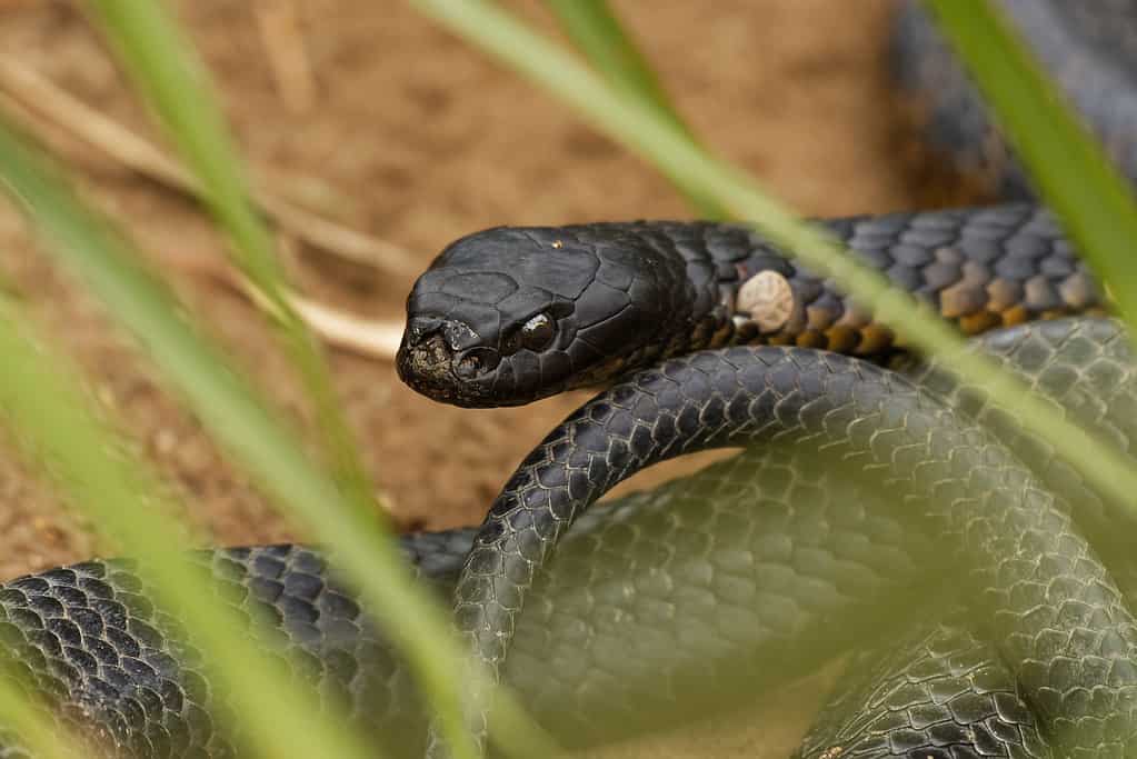 Tiger snake - Notechis scutatus highly venomous snake species found in Australia, Tasmania.