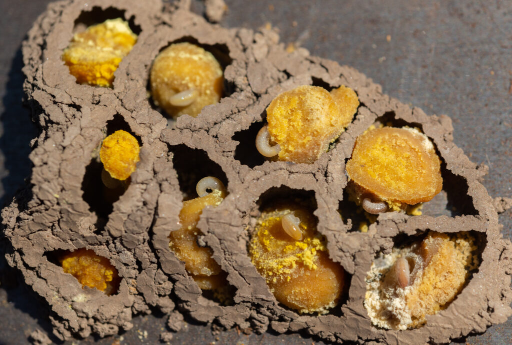Mason Bee larvae developing in mud nest cells (Osmia lignaria), The are nine brood cells within the brood chamber. Larvae are visible in six of them. The larvae look like tiny white worms. The brood cells are provisioned with a golden ball of nectar and pollen.