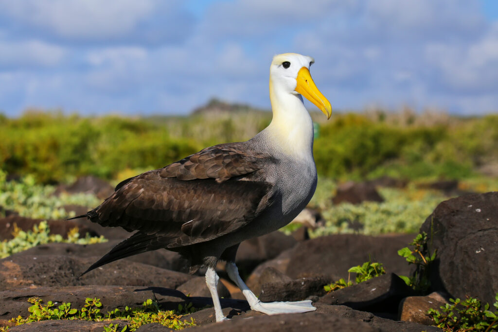 waved albatross