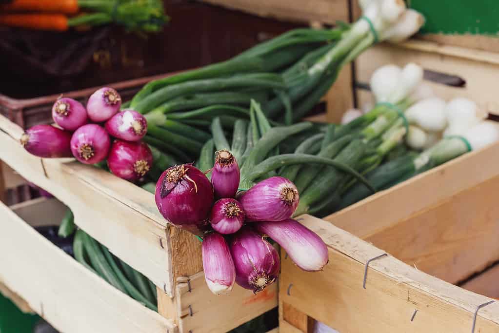 Foreground: Couple of bunches of a red variety or green or spring onion. The bunch in the top left frame has 6 bulbs, the bunch below it has seven. A couple of bunches of a white variety of green onions are visible in the background. All four bunches are in a wooden vegatable crate/box. 