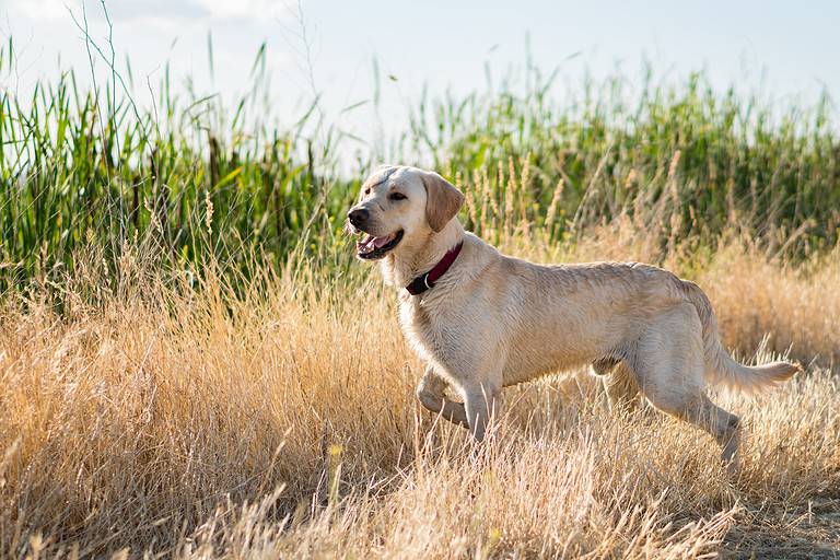 Pointing Labrador Retriever.