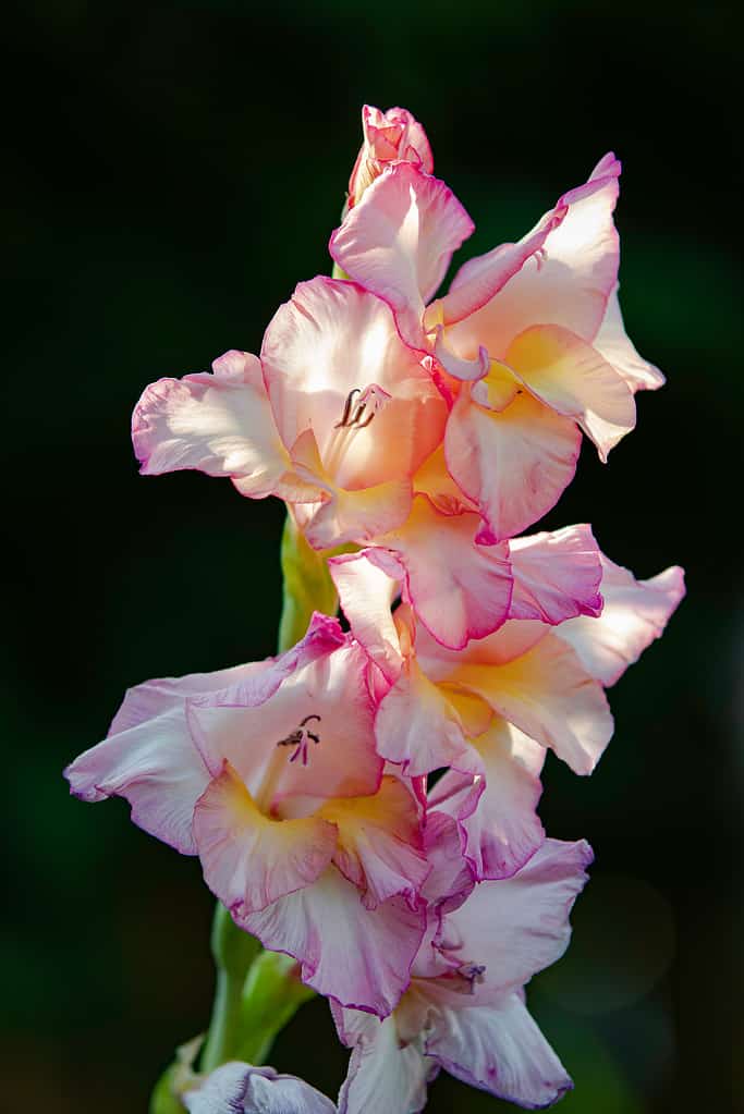 Gladiolus Priscilla